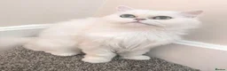 Persian cats for sale: Beautiful silver tipped Chinchilla Persian in Pontefract - Advert 2