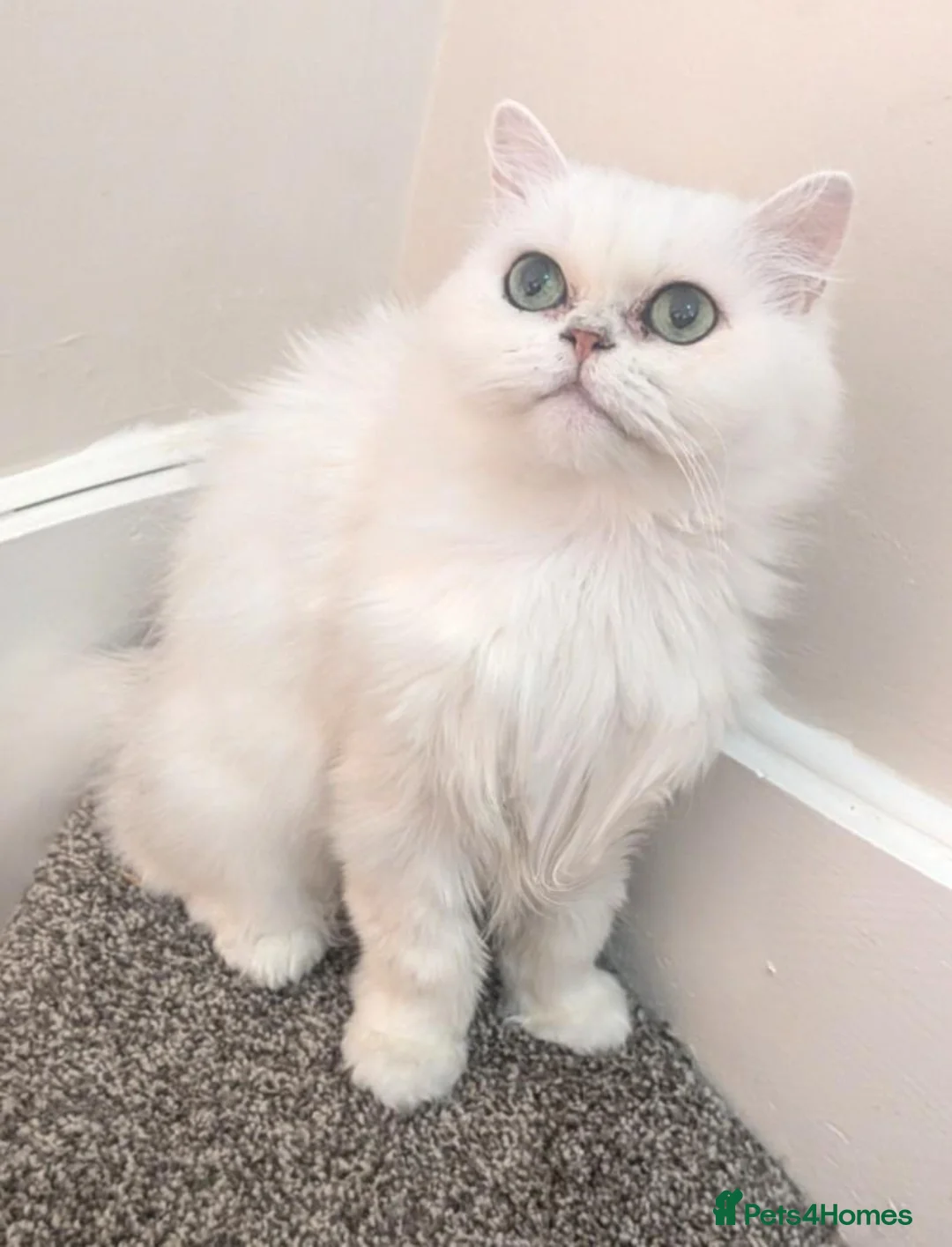 Persian cats for sale: Beautiful silver tipped Chinchilla Persian in Pontefract - Advert 2