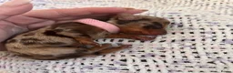 Miniature Dachshund dogs for sale: Beautiful cuddly miniature dachshund puppies  in Blackburn - Advert 10