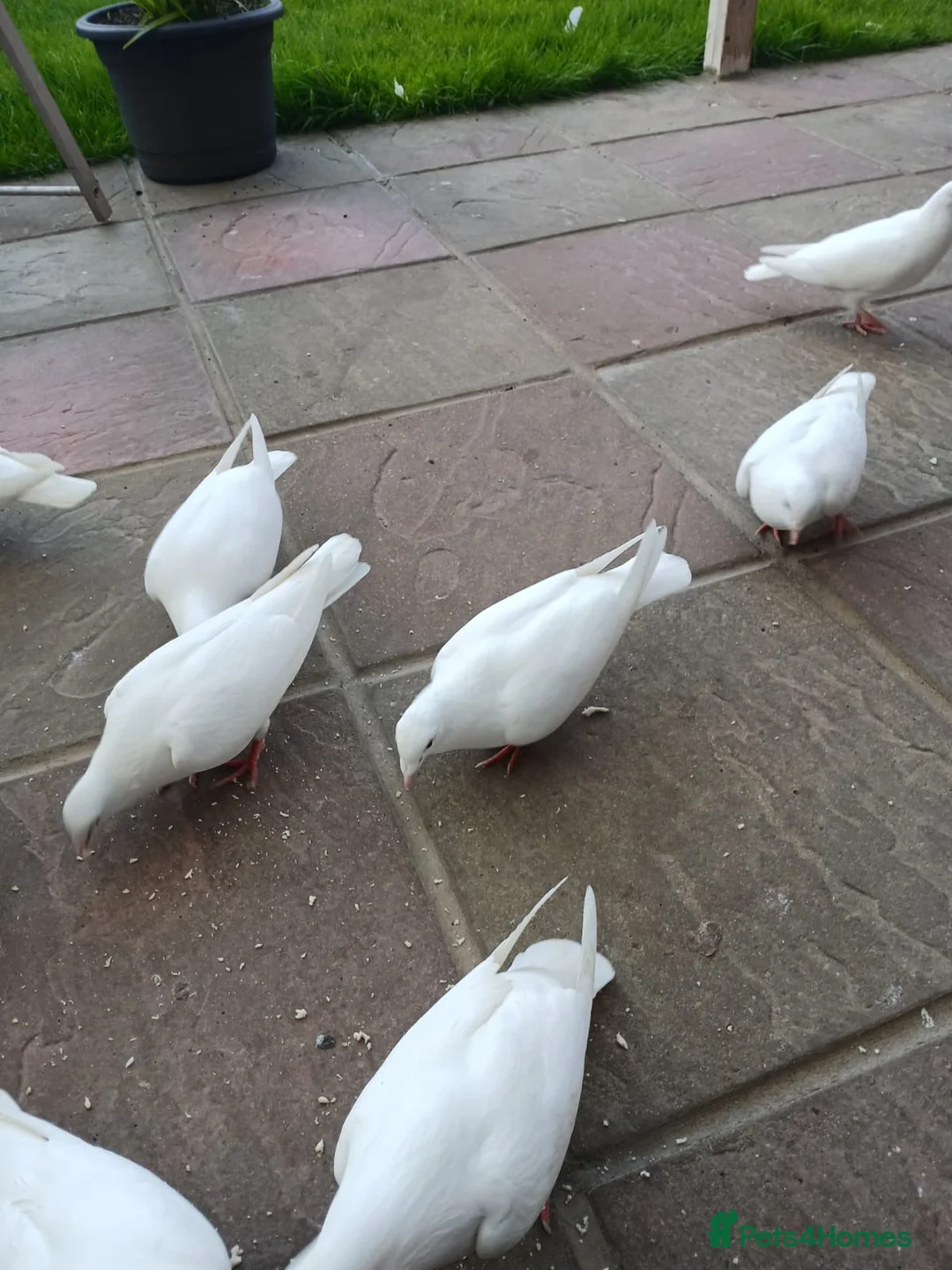 Pigeons birds for sale: White homing  pigeons  - Advert 2