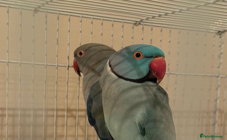 Ringnecks birds Stunning blue male & blue female Indian ringneck  - Advert 5