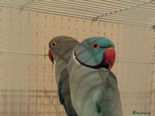 Ringnecks birds Stunning blue male & blue female Indian ringneck - Advert 4
