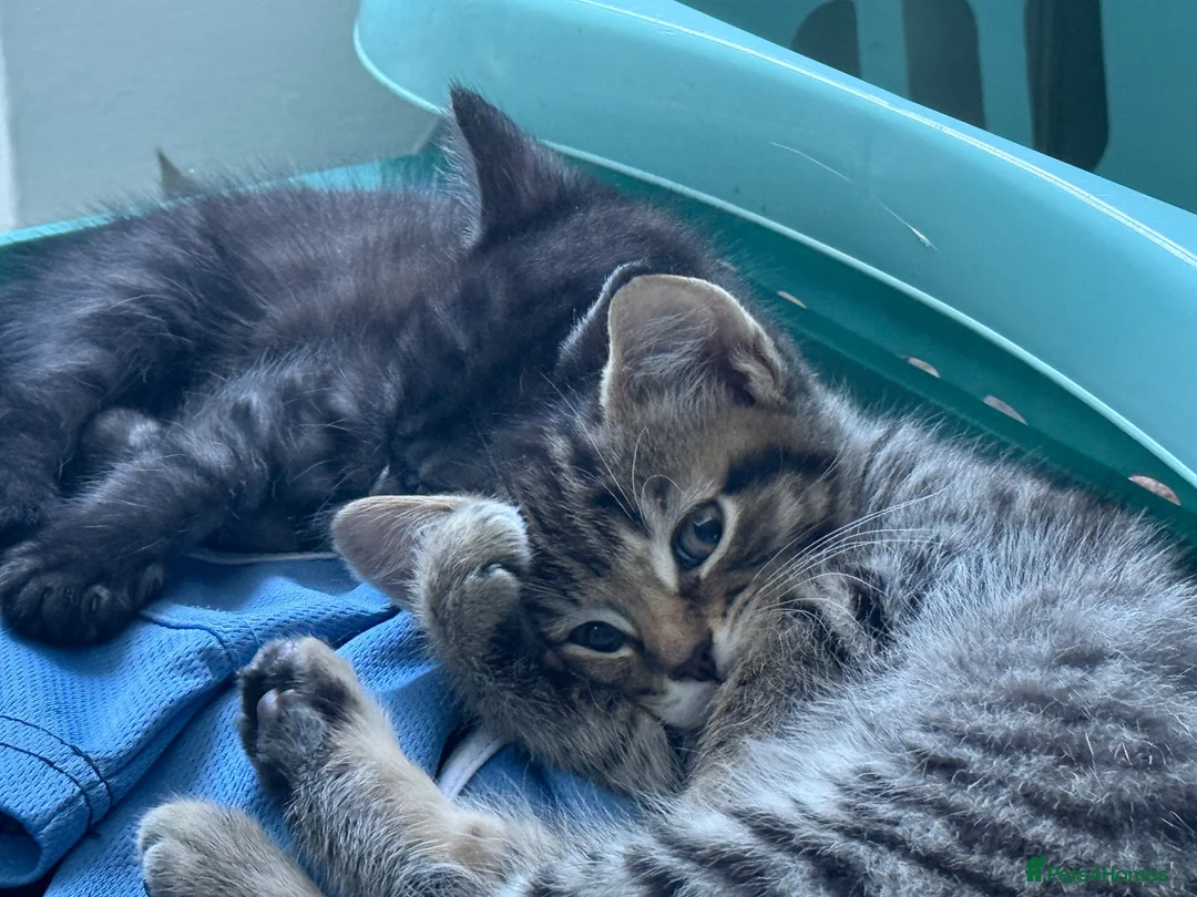 Mixed Breed cats for sale: Kitten in Saint Ives - Advert 2