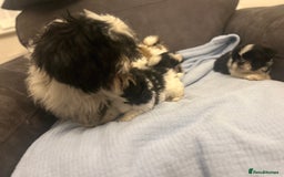 Shih Tzu dogs for sale: Shih tzu pups for sale  - Image 13