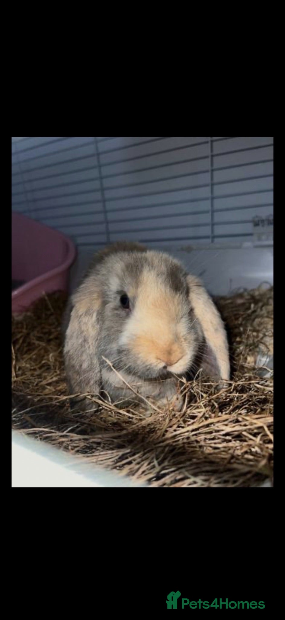 English Lop rabbits Flop ear rabbit  - Advert 1