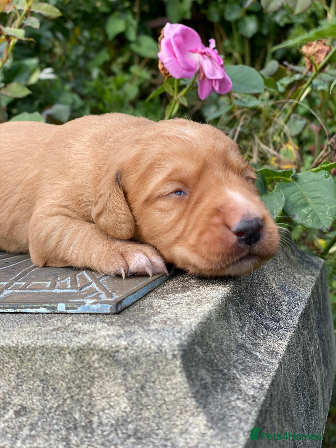 Cockerdor dogs for sale: Beautiful Deep Dark Red Cockerdors DNA Clear - Image 5