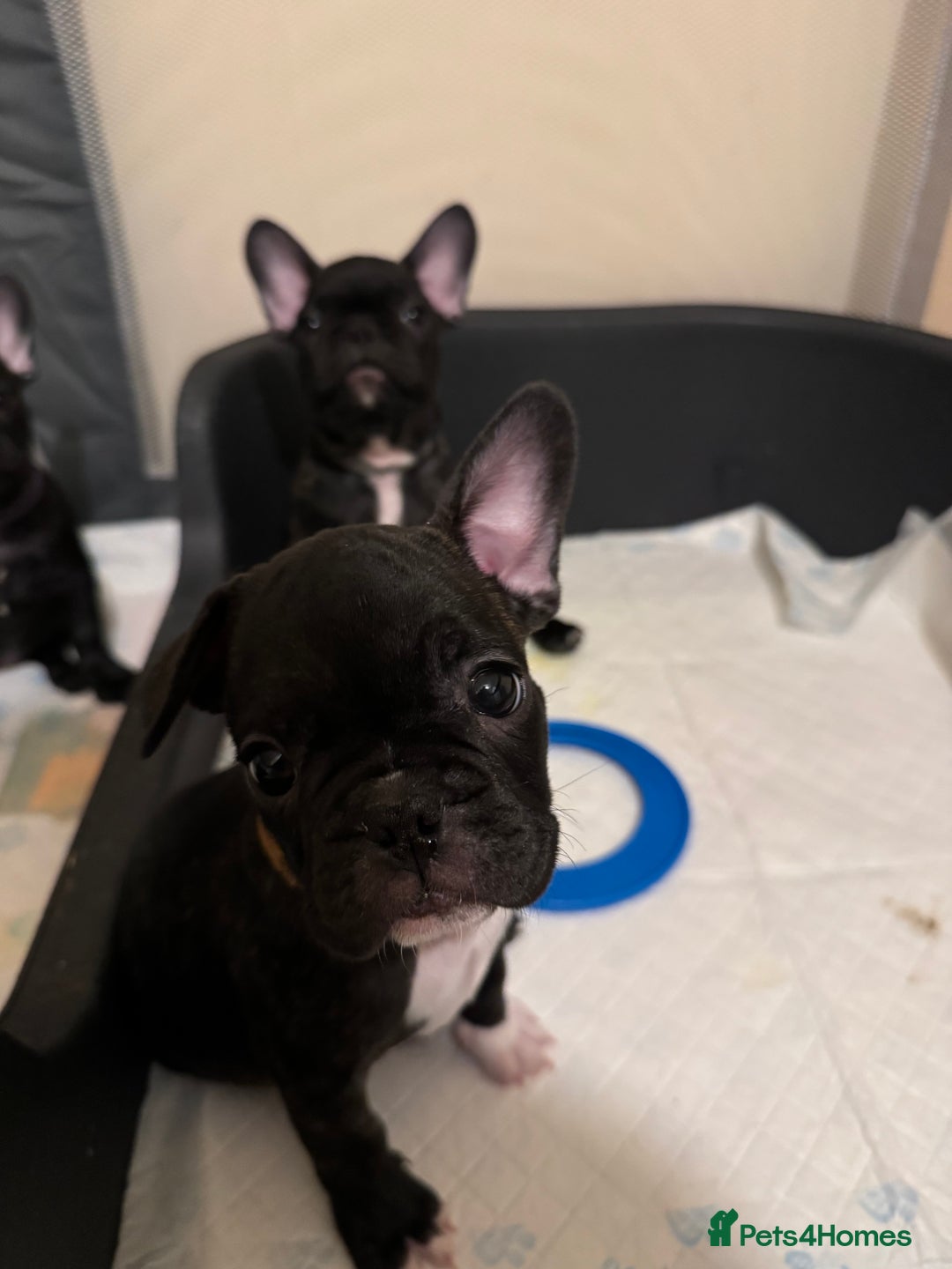 French Bulldog dogs for sale: French puppies  - Advert 31