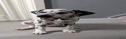 Dalmatian dogs for sale: Dalmatian puppies ready advert fully - Advert 26