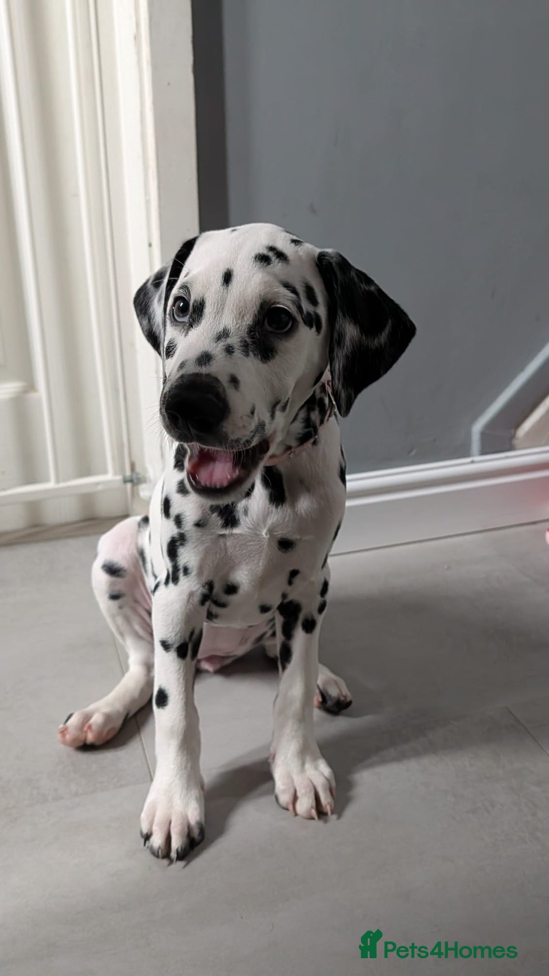 Dalmatian dogs for sale: Dalmatian puppies ready advert fully - Advert 26