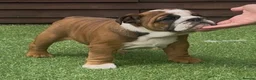 English Bulldog dogs for sale: MULTI CH Sired english bulldog puppies. - Advert 1