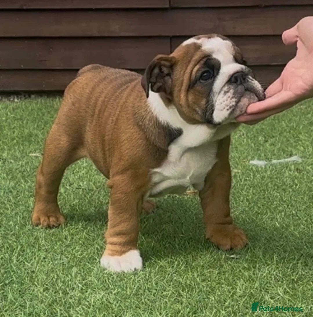 English Bulldog dogs for sale: MULTI CH Sired english bulldog puppies. - Advert 1