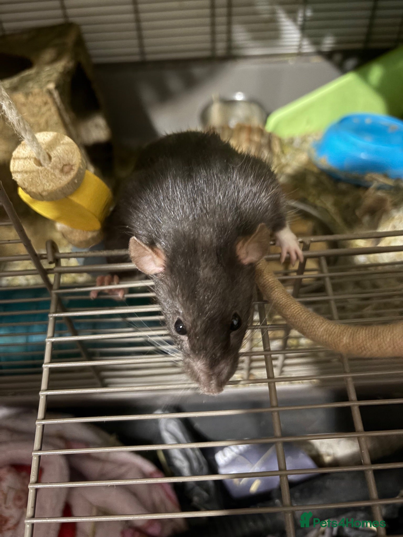 Rat rodents 4 rats for sale  - Advert 1