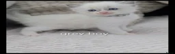 Ragdoll cats for sale: 🐾 5 Beautiful Ragdoll Kittens Looking for homes - Advert 6
