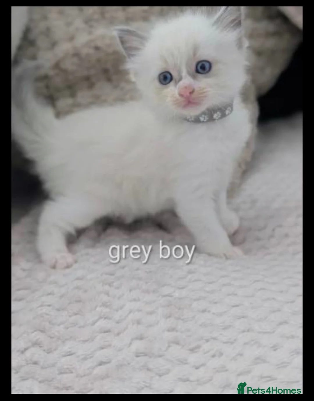 Ragdoll cats for sale: 🐾 5 Beautiful Ragdoll Kittens Looking for homes - Advert 6