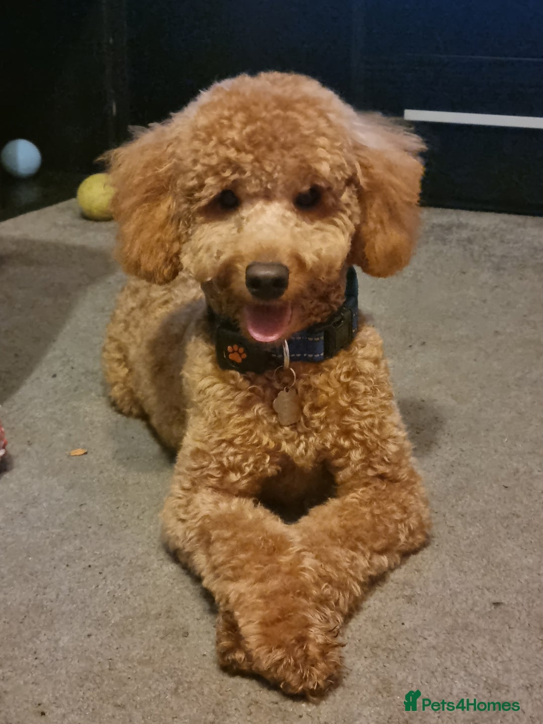 Toy Poodle dogs for stud: Stunning red toy poodle for stud in Coventry - Advert 5
