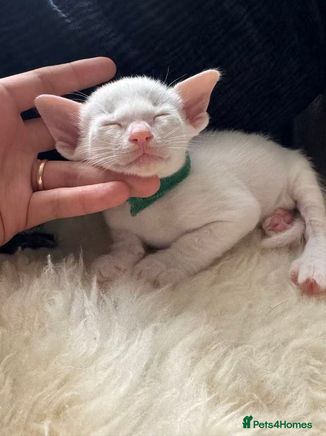 Siamese cats for sale: Beautiful Siamese Kittens – Ready February - Advert 14