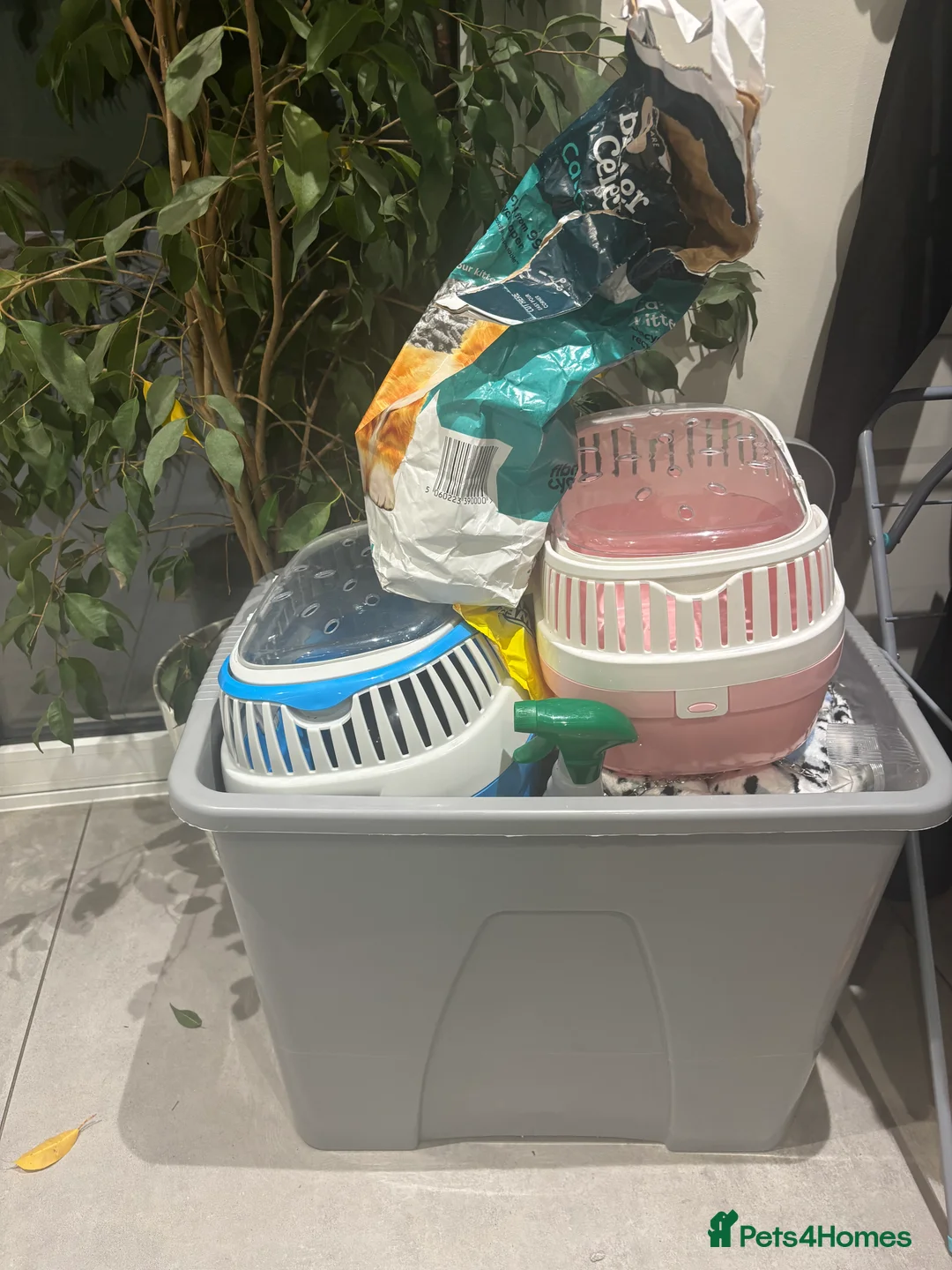 Rat rodents for sale: Gorgeous Girls - Advert 2