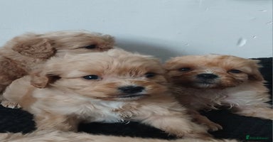 Cavapoo dogs Last remaining pup available  - Advert 16