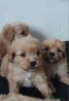Cavapoo dogs Last remaining pup available - Advert 16