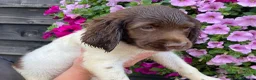English Springer Spaniel dogs for sale: KC Registered Spaniel Puppies - Advert 8