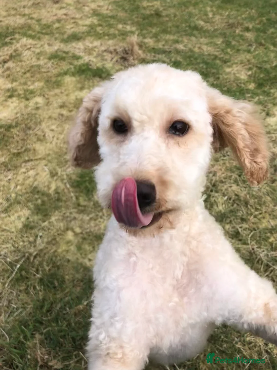Miniature Poodle dogs for stud: Apricot stud. DNA health tested KCreg colour panel in Dunblane - Advert 3