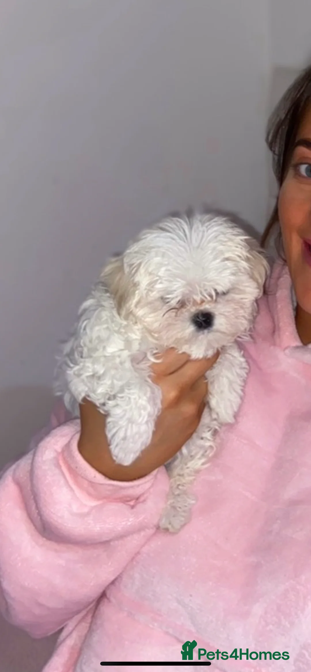 Maltese dogs for stud: Fabulous proven miniature Maltese for stud 🌟 in South Shields - Advert 13