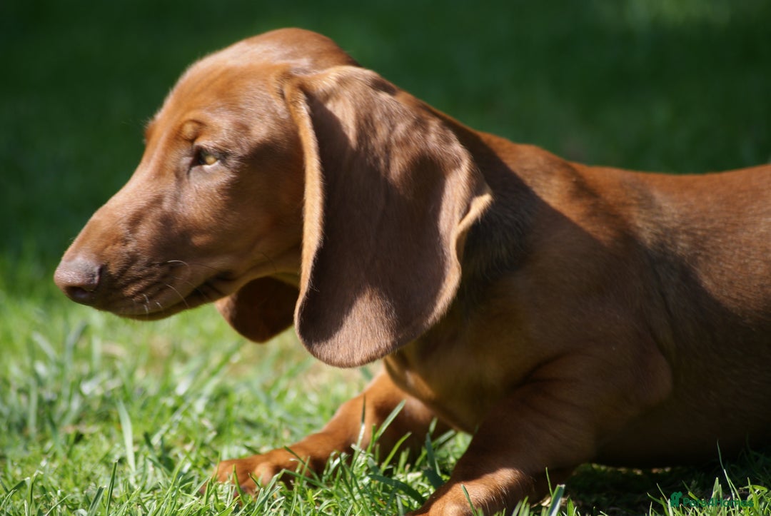Dachshund dogs for sale: Dachshund Standard Smooth Haired in Boston - Image 8