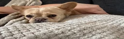French Bulldog dogs for sale: Beautiful 3-Year-Old Fluffy Frenchie ❤️ in Manchester - Advert 6