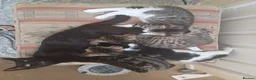 Mixed Breed cats for sale: Gorgeous Toyger Tabbies for Sale  - Advert 2