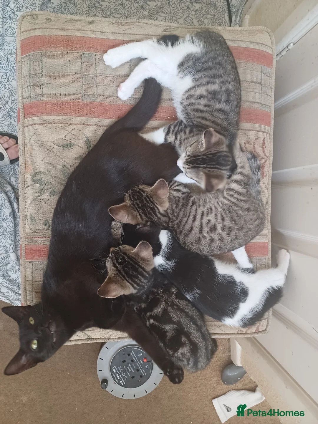 Mixed Breed cats for sale: Gorgeous Toyger Tabbies for Sale  - Advert 2