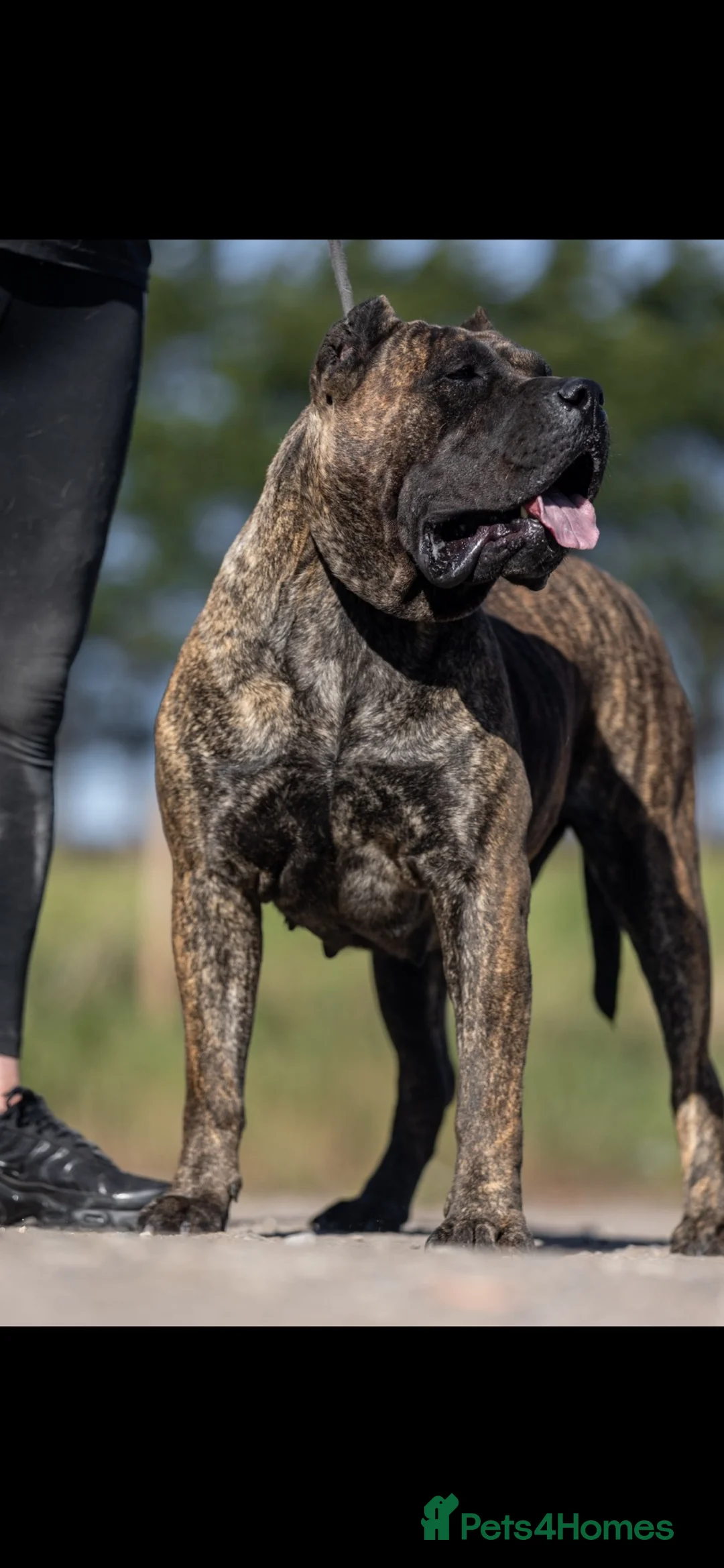 Presa Canario dogs for sale: Presa Canario puppies  in Middlesbrough - Advert 4