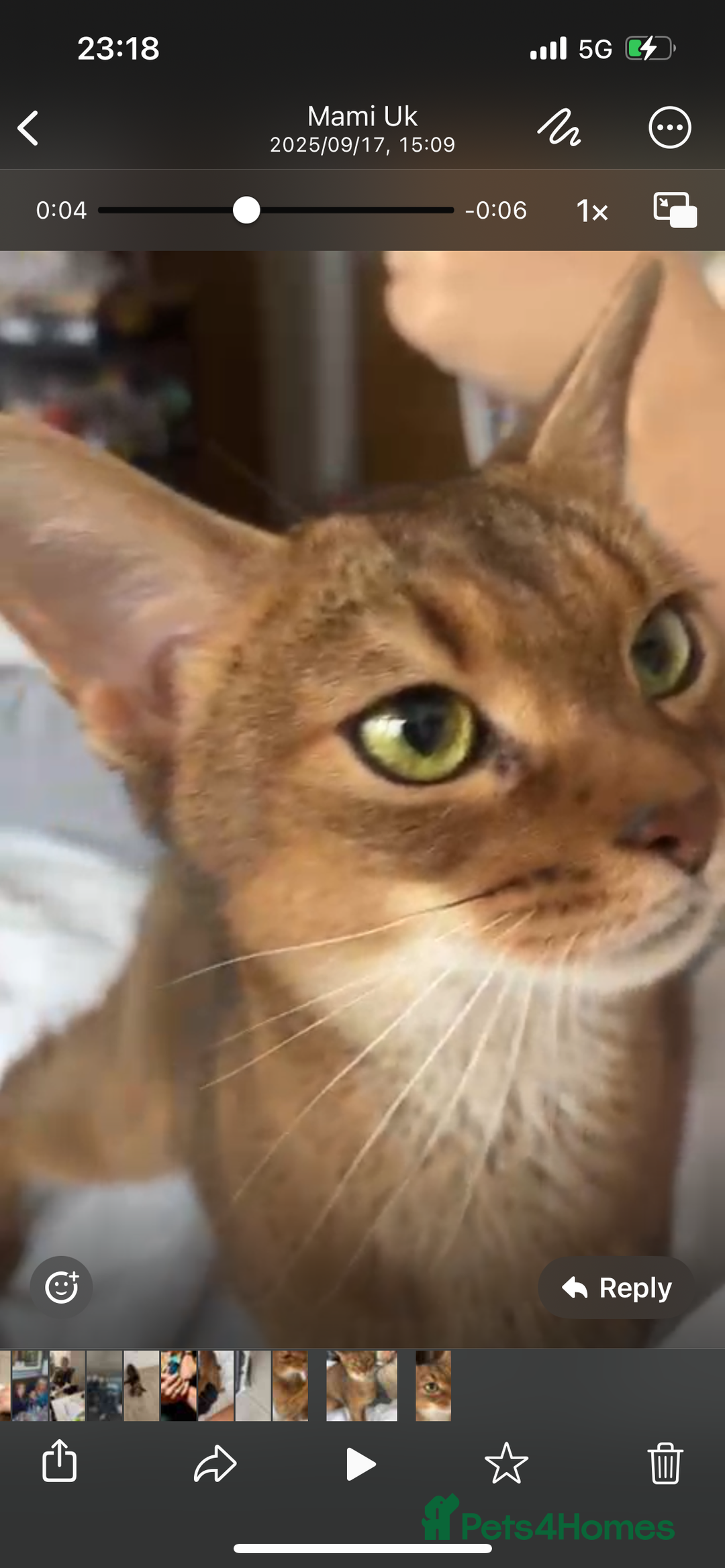 Abyssinian cats for sale: Pedigree TICA registered Beautiful Abyssinian - Advert 17