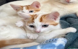 Domestic Shorthair cats for sale: Ginger & White Domestic Shorthair Kittens - Image 2