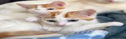 Domestic Shorthair cats for sale: Ginger & White Domestic Shorthair Kittens - Advert 2
