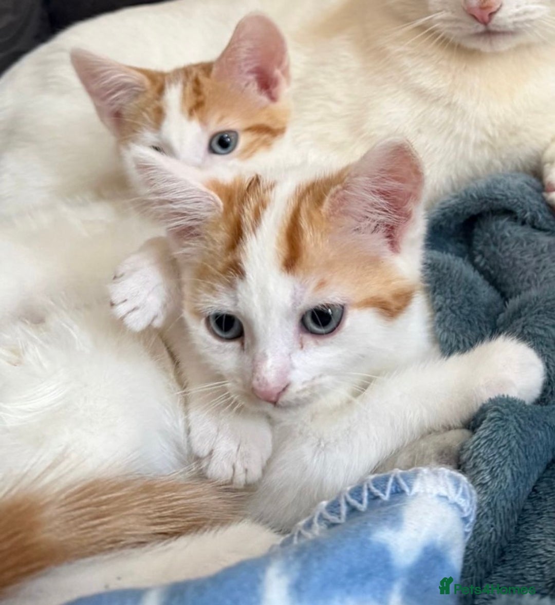 Domestic Shorthair cats for sale: Ginger & White Domestic Shorthair Kittens - Image 2