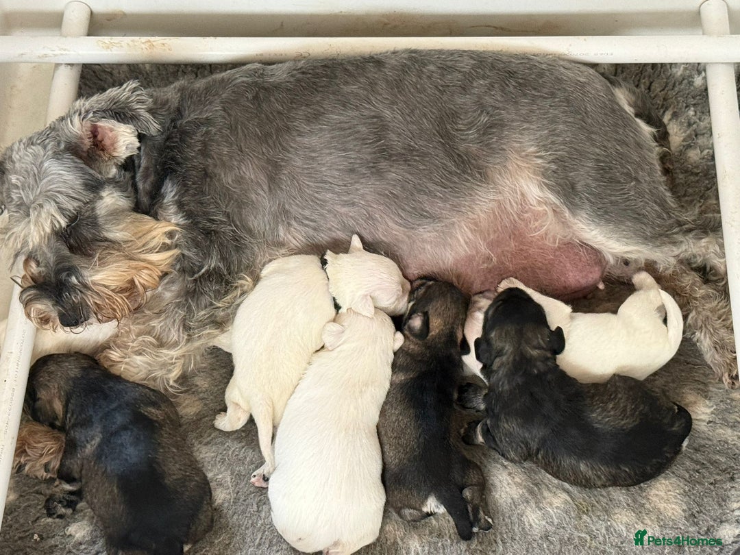 Miniature Schnauzer dogs for sale: 5*KC MINIATURE SCHNAUZER PUPPIES  - Image 7