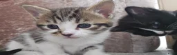Domestic Shorthair cats for sale: 3 Kittens available  in Worthing - Advert 4