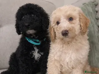 Cavapoo dogs DNA health tested Teddy miniature Cavapoos 🩷 - Advert 3