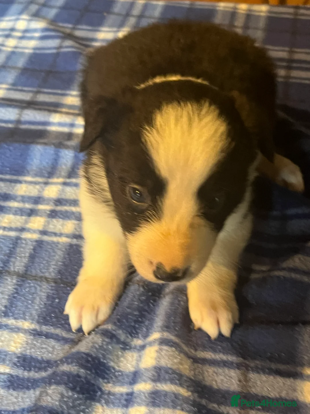 Border Collie dogs for sale: Border collie puppies, excellent litter!!  - Advert 19