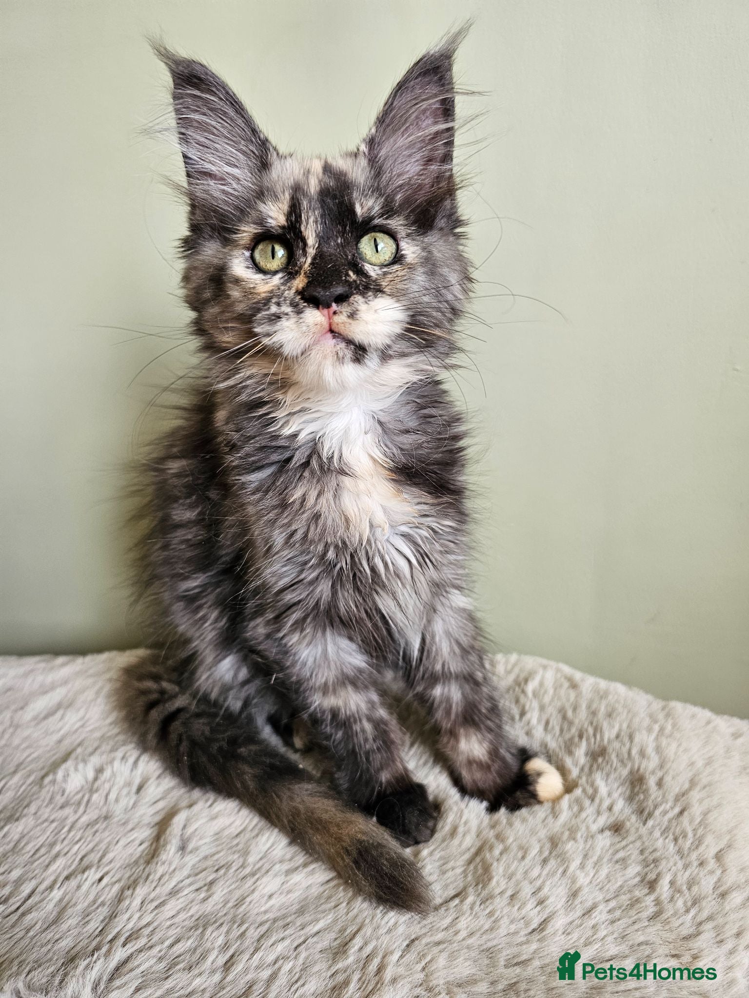 Maine Coon cats Beautiful Maine Coon kittens  - Advert 2