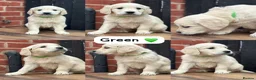Golden Retriever dogs for sale: *OUTSTANDING* Golden Retriever Puppies  - Advert 18