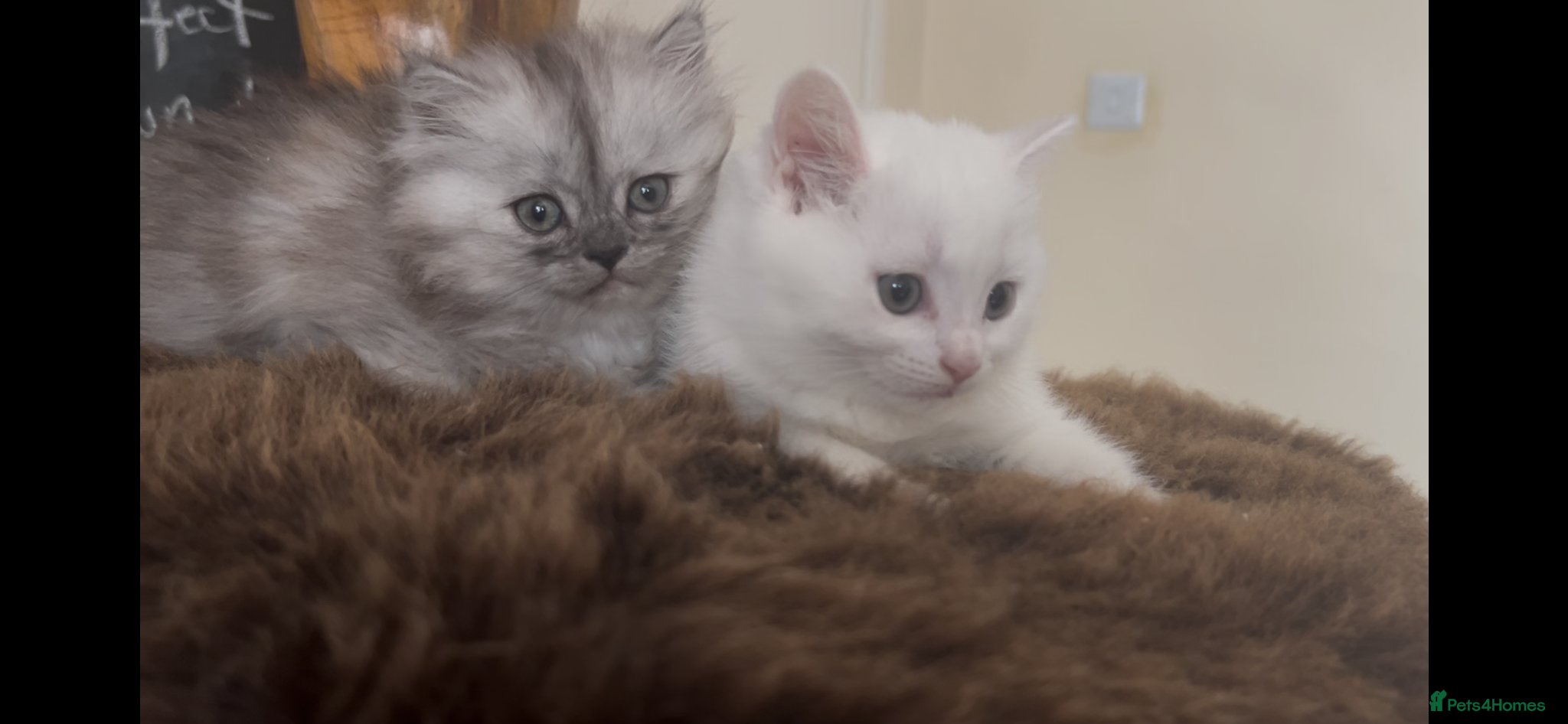 Munchkin cats Beautiful Fur Babies 🤗 - Advert 1
