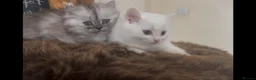 Munchkin cats for sale: Sweetest Personality Guaranteed-Fur Babies 🤗 - Advert 8