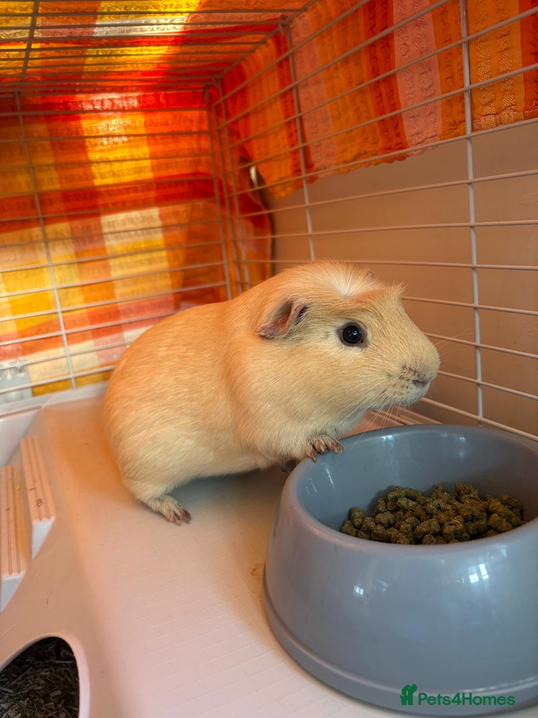 Guinea Pig rodents for sale: 2 male guinea pigs with cage - Advert 15