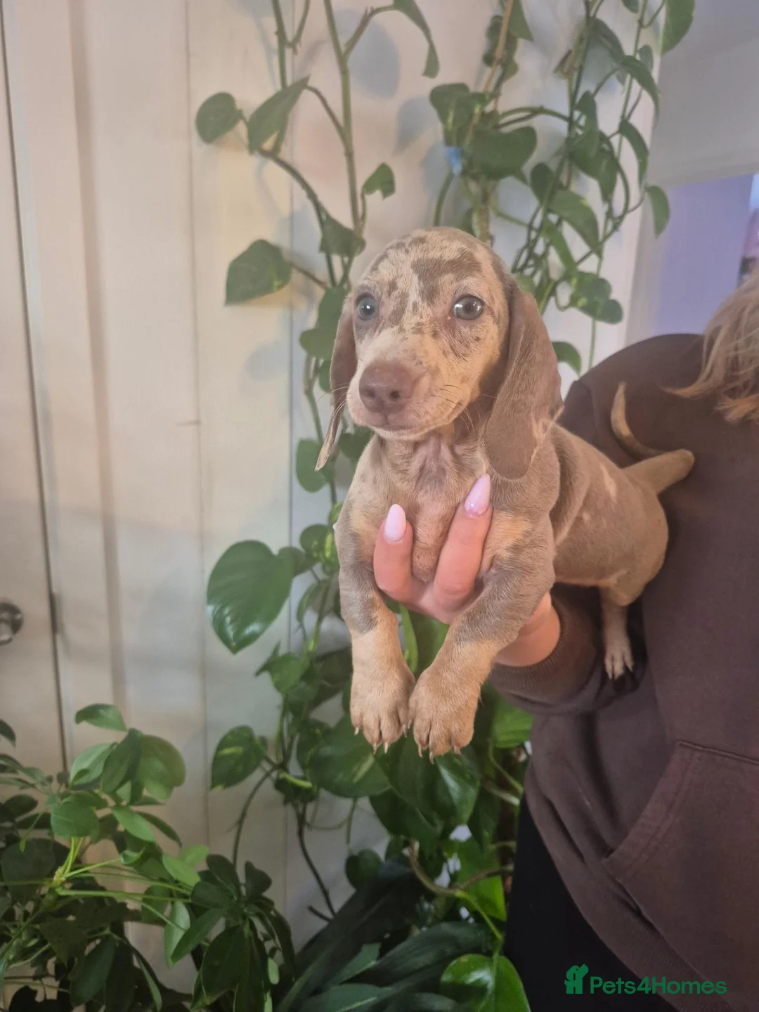 Miniature Dachshund dogs for sale: Kc miniature dachshund - Advert 1