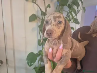 Miniature Dachshund dogs Kc miniature dachshund - Advert 9