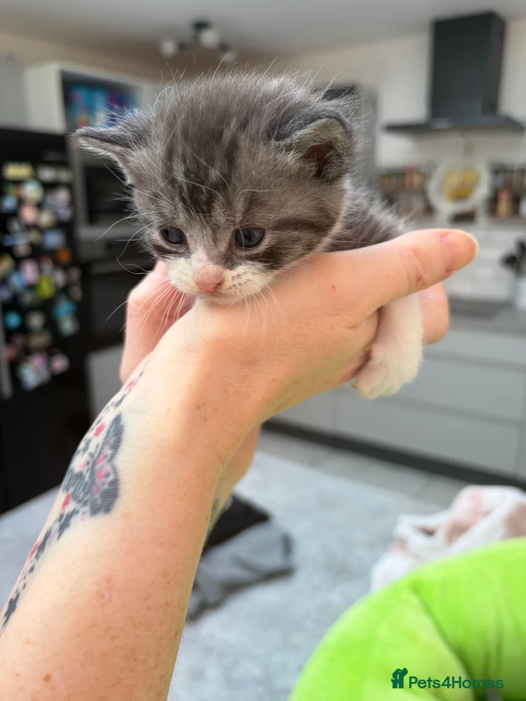 Mixed Breed cats for sale: Adorable British Shorthair Cross Kittens  in Sutton-in-Ashfield - Advert 2