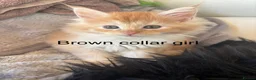 Maine Coon cats for sale: Beautiful Red Maine coone babies  - Advert 12