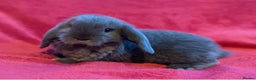 Mini Lop rabbits for sale: BEAUTIFUL MINI LOP BUNNIES - PEDIGREE  - Advert 7