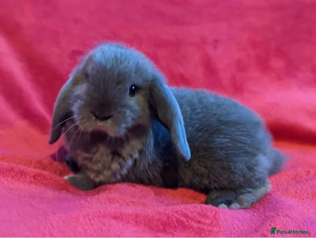 Mini Lop rabbits for sale: BEAUTIFUL MINI LOP BUNNIES - PEDIGREE  - Advert 7